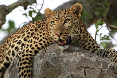 Legendary Luangwa.jpeg